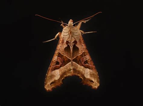 Natural History Museum Is Trying To Turn Male Moths Gay To Protect