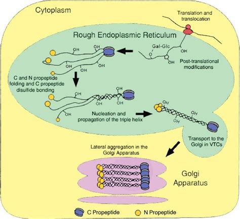 Diagram Showing Synthesis Of Pro Collagen Polypeptide Chains