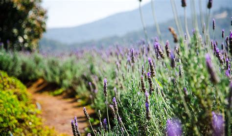 Aceite Esencial De Lavanda Lavand N Y Espliego Diferencias