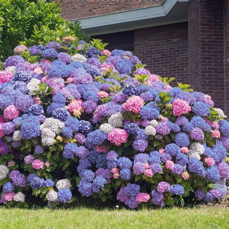 National Plant Network Gal N Hydrangea With White Blue Pink