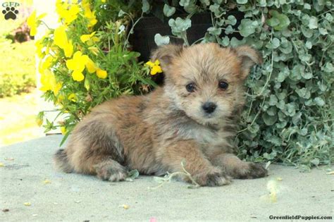 Florence - Yorkie Pom Puppy For Sale in Pennsylvania