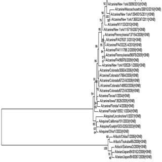 The Phylogenetic Tree Of H N Influenza A Viruses Based On Ha Gene Was