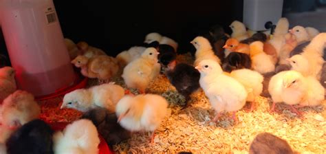 Mes Premiers Poussins En Couveuse Blog Conseils Ferme De Beaumont