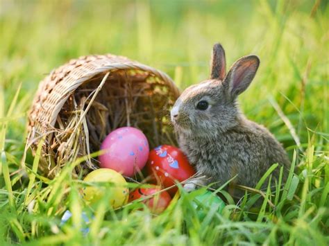 Easter Egg Basket Bunny