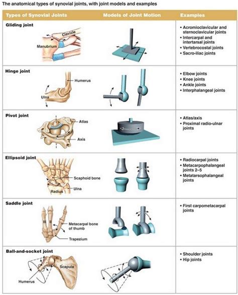 Saddle Joint - Definition, Examples, Movement - (updated in 2022)