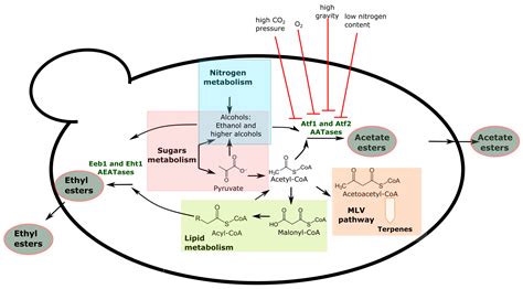 Yeast Bioflavoring in Beer: Complexity Decoded and Built up Again