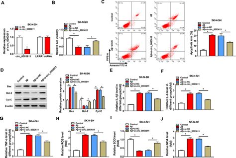 Downregulation Of Circ Reversed The A Induced Apoptosis