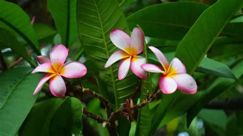 Plumeria Leaves Curling Causes How To Fix Them