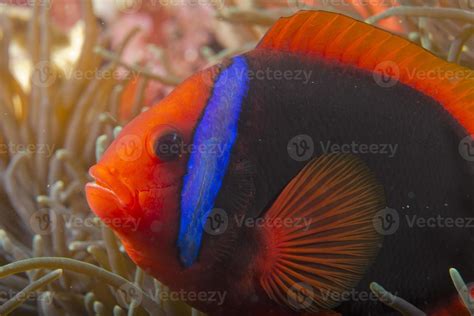 Red Clown fish 20439897 Stock Photo at Vecteezy