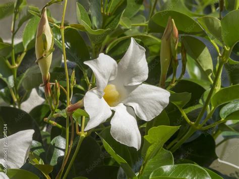 Foto De Mandevilla Sanderi Mand Villa Ou Diplad Nia Une Plante