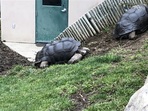 Aldabra giant tortoise - ZooChat