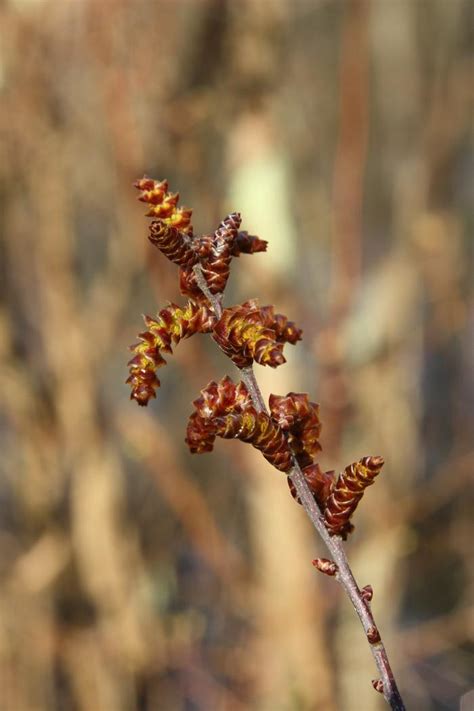 sweetgale Myrica gale from New England Wild Flower Society