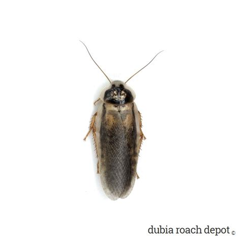 New Adult Male Dubia Roaches • Dubia Roach Depot