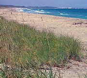 Category:Beaches of Martin County, Florida - Wikimedia Commons