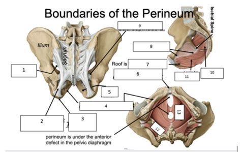 Perineum Flashcards Quizlet