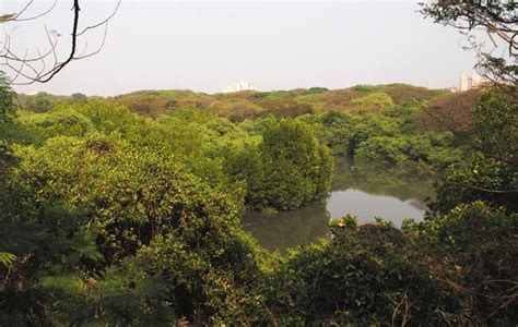 Mangalavanam Bird Sanctuary Kochi Connecting Traveller