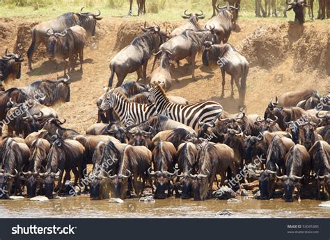 Herd Zebras African Equids Blue Wildebeest Stock Photo Edit Now 53045380