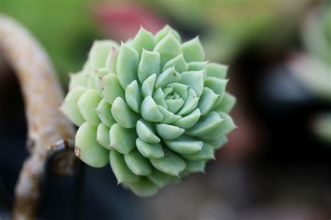 3840x2160 wallpaper | green succulent | Peakpx