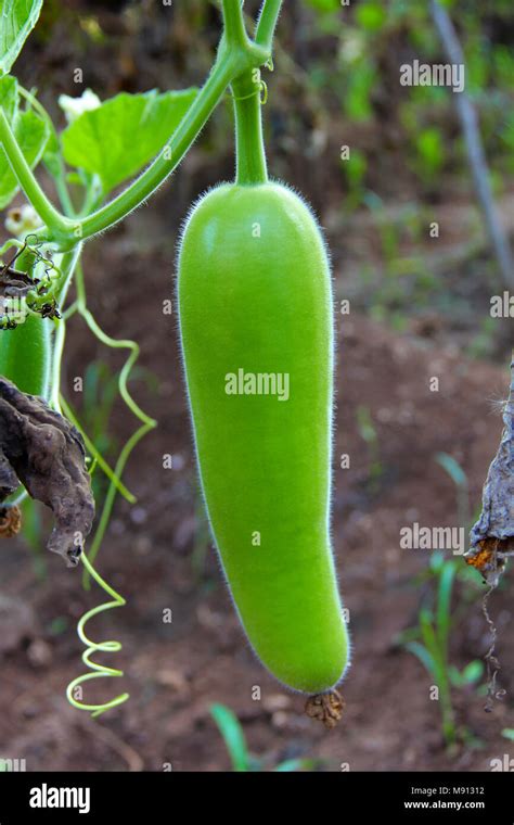 Raw Bottle Gourd Dudhi Bhopla Or Lagenaria Siceraria In A Farm At Khedshivapur At Pune Stock