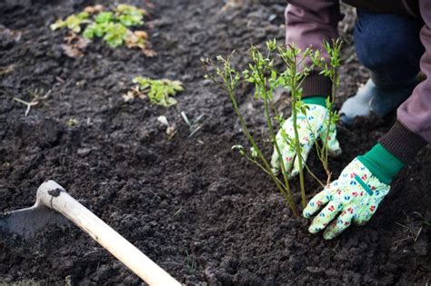 First Year Blueberry Plants » Top Tips on Planting & Care