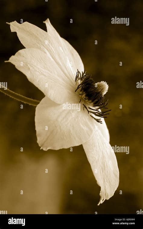 Clematis Miss Bateman Sepia Toned Stock Photo Alamy