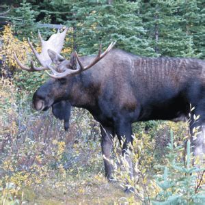 Canadian Shield - Alberta Wilderness Association