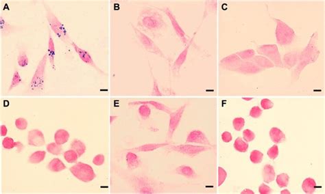 Antibody Conjugation Of Nanoparticles With Polysiloxane Copolymer Download Scientific Diagram