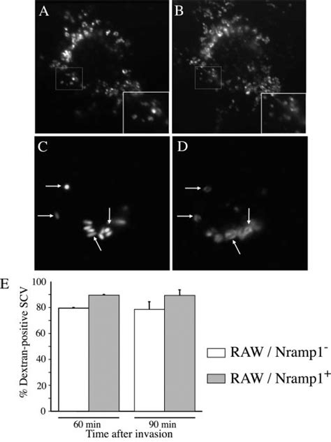 Colocalization Of Gfp Salmonella With Dextran Containing Vacuoles The Download Scientific