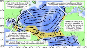 Chasing Sargassum: New Insights on Coastal Sargassum Invasions - NOAA/AOML