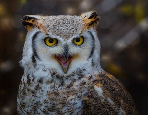 K Owls Birds Glance Hd Wallpaper Rare Gallery