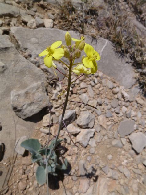 Brassicaceae Diplotaxis Harra Wikibras Flickr