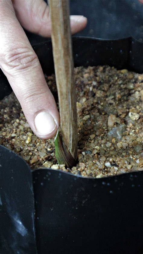 Hardwood Cuttings | Propagation | The Gardener : The Gardener