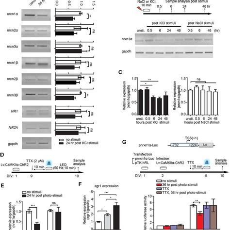 Knockdown Of Ash1L Reduced Neuronal Activity Induced Repression Of