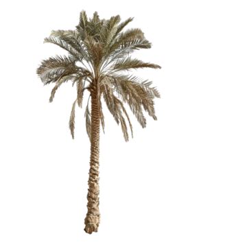 Palm Tree In The Desert Palm Tree Desert Nature PNG Transparent