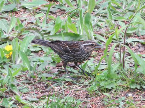 Upstate New York, possibly a wren or warbler of some kind? What is this