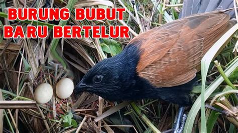 Burung Bubut Memulai Bertelur National Geographic YouTube