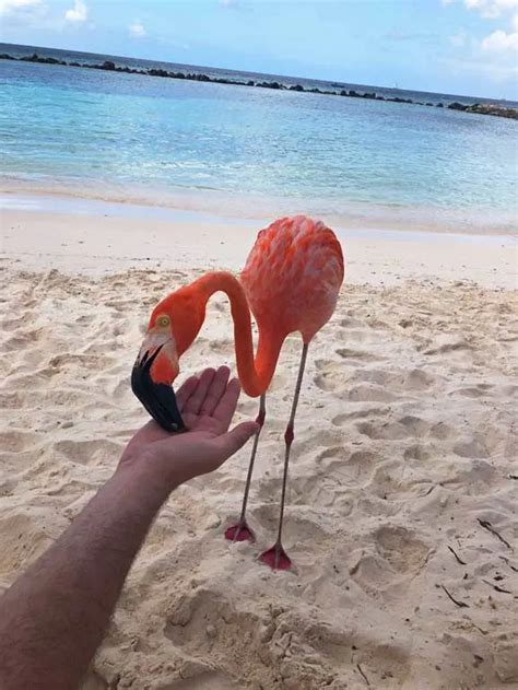 Breathtaking Flamingo Beach, Aruba: Everything You Need to Know Before You Go