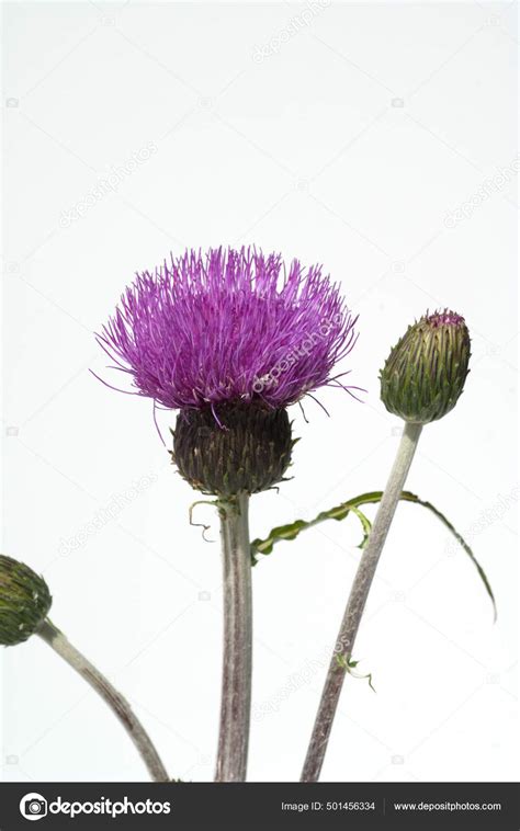 Verschiedenblaettrige Kratzdistel Cirsium Helenioides Stock Photo By