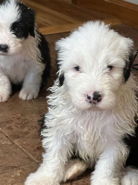 Old English Sheepdog Puppies For Sale In Indiana