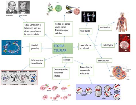 Arriba 98 Imagen Postulados De La Teoria Celular Mapa Mental Abzlocal Mx