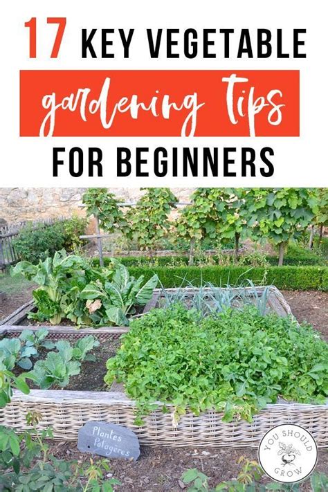 17 Key Vegetable Gardening Tips For Beginners Gardening For Beginners Starting A Vegetable