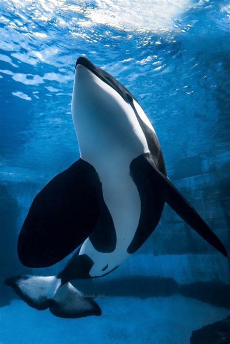 Orca Whale Swimming Underwater