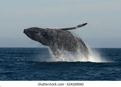 Humpback Whale Breaching Stock Photo 624260060 | Shutterstock