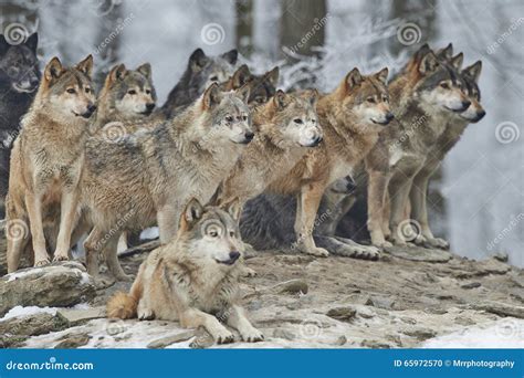 A Pack Of Wolves Stock Photo Image Of North Wolf Leader 65972570