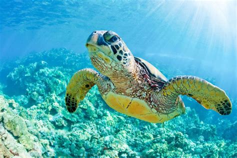 South Maui Molokini And Turtle Town Snorkeling Tour Getyourguide