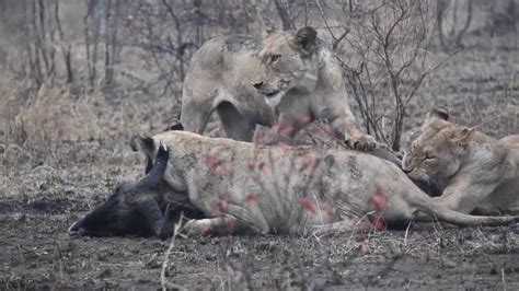 Mbiri Lions Take Down Two Wildebeest At Once Tintswalo Safari Clips