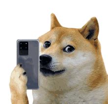 Doge GIFs | Tenor