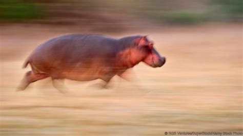 Bbc Earth Home Hippopotamus Hippo Animals