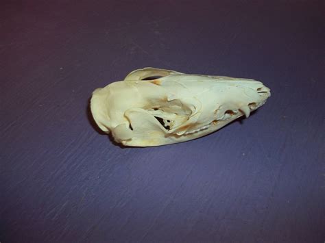 real Opossum skull bone head teeth jaw animal by weirdandwild