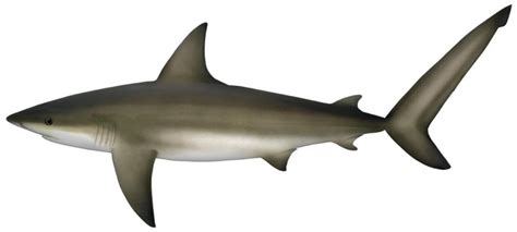 Top 10 Facts about Bronze Whaler Shark - ANIMALS